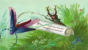 Beetles Gallery: Dragonfly and beetle on a Christmas card
