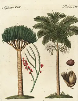 Dragons Prints: Dragons blood palm and areca palm trees
