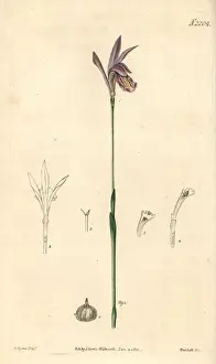Dragons Prints: Dragons mouth, Arethusa bulbosa