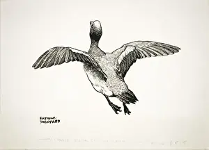 Drake Wigeon taking off