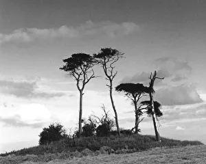Images Dated 30th October 2019: Dramatic sky-line near Ripon, Yorkshire, England