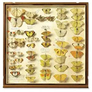Lepidopteran Prints: Drawer from Insect Collection of Sir Joseph Banks (1743 - 18