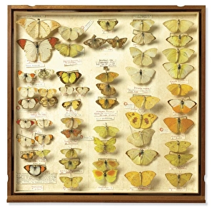 New Zealand Gallery: Drawer from Insect Collection of Sir Joseph Banks (1743 - 18