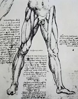 Anatomist Gallery: Drawing on anatomy by Leonardo da Vinci (1452-1519) The Musc