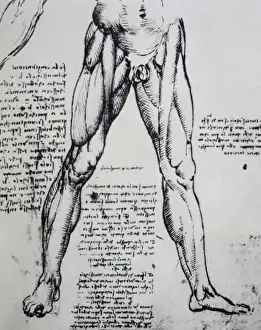 Humanist Prints: Drawing on anatomy by Leonardo da Vinci (1452-1519) The Musc