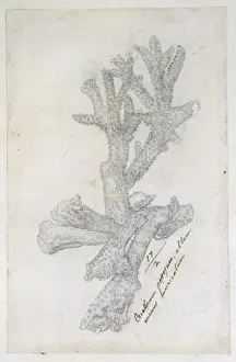 Drawing labelled coral