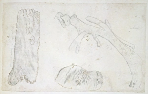 Anthozoa Gallery: Drawing labelled Coral