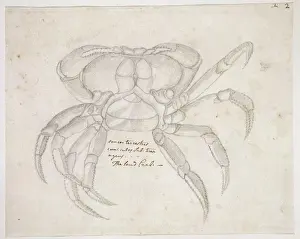 Drawing labelled Land crab