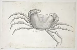 Crustacea Collection: Drawing labelled Land crab