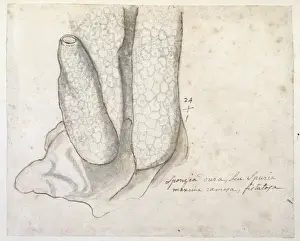 Drawing labelled Sponge