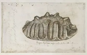 Drawing labelled Sponge