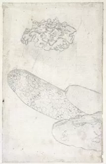 Anthozoa Gallery: Drawing labelled Sponge and coral