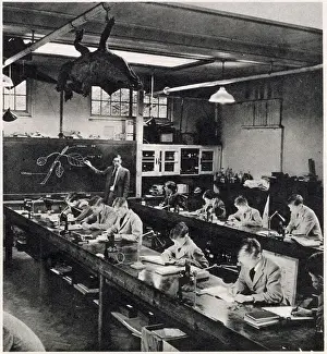 Drawing an oak leaf - a task for beginners in a biology class taught by Mr. Gilley. Date: 1959