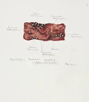 South Pole Prints: Drawing of a seal intestine