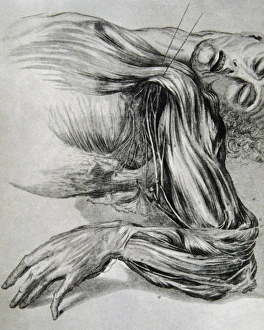 Anatomical Collection: Drawing from a study of anatomy. Human muscles of the arms