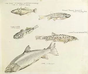 Images Dated 21st December 2011: Drawing of various fish