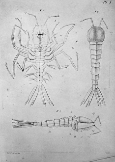 Drawing by Wild of the ship Pellucida made during the Challe Drawing by Wild of the ship Pellucida made during the Challe