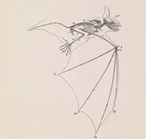 Owen Prints: Drawing of the wing of a bat from Owens book On the Nature