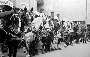 Ales Prints: Dray horses, Watney's Brewery
