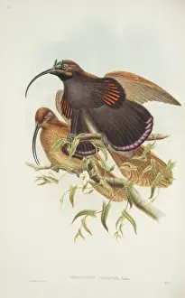 Paradisaeidae Prints: Drepanornis albertisi, black-billed sicklebill
