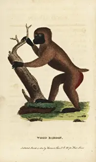 Naturalistspocketmagazine Prints: Drill, Mandrillus leucophaeus