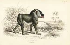 Jardines Prints: Drill, Mandrillus leucophaeus. Endangered