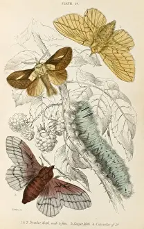 Lappet Prints: Drinker & Lappet Moths