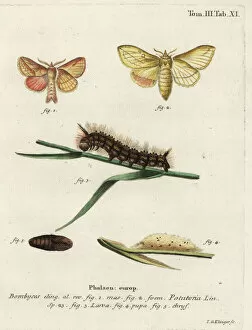 Drinker moth, Euthrix potatoria