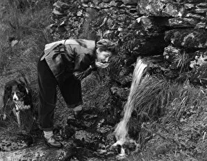 Images Dated 31st August 2011: Drinking from a Stream
