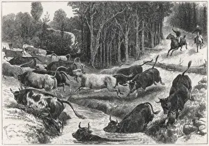 Driving Cattle, Australia