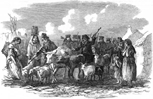 Live Stock Collection: Driving cattle for rent in Ireland