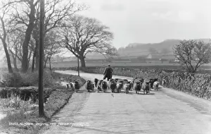 Pastoral Prints: Driving the Sheep