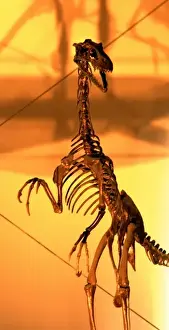Dromaeosaurus