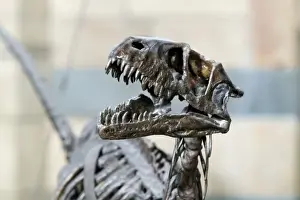 Dromaeosauroidea Prints: Dromaeosaurus albertensis