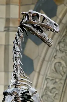 Dromaeosaurus albertensis