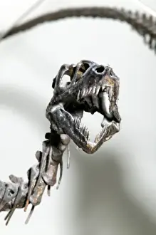 Dromaeosaurus albertensis