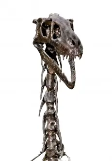 Dromaeosaurus albertensis