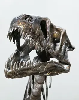 Dromaeosaurus albertensis