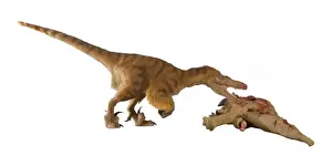 Dromaeosaurus, Fuzzy Raptor