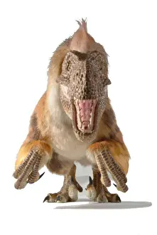 Dromaeosaurus, fuzzy raptor