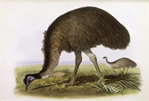 Novae Prints: (Dromaeus novae hollandiae) Date: 1862