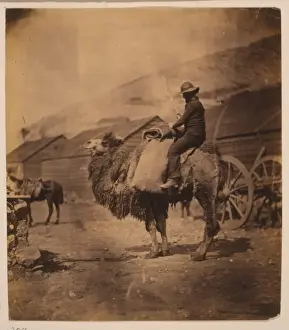 Dromedary Prints: Dromedary
