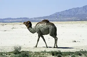 Habitats Prints: Dromedary / Arabian / One-humped Camel - after