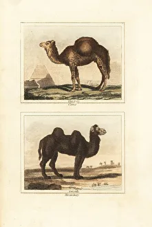 James Smith Barr Prints: Dromedary and Bactrian camels