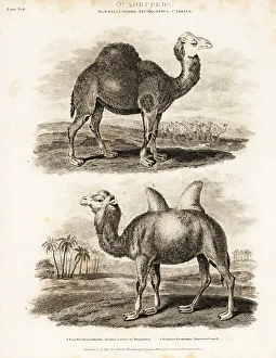 Quadruped Prints: Dromedary and Bactrian camels