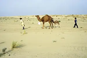 Habitats Prints: Dromedary Camel / Arabian Camel / One-humped Camel