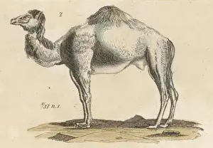 Dromedary Prints: Dromedary Camel C1815