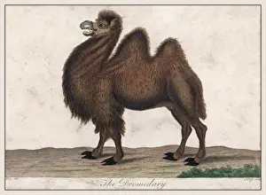 Dromedary Camel C1820