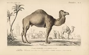 Annedouche Gallery: Dromedary camel, Camelus dromedarius