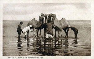 Drivers Collection: Dromedary camels being cleaned in the River Nile